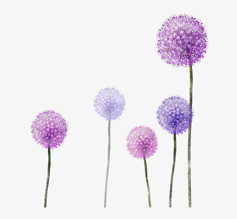 Dandelion Transparent Purple Vector Freeuse Stock - Dandelion, transparent png #5165360