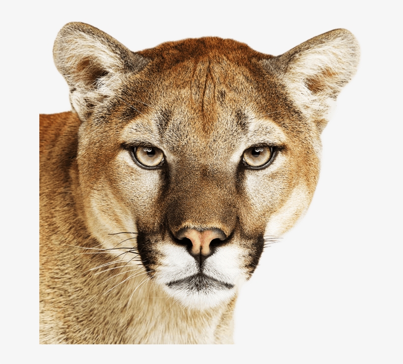 Os X Lions Are Not As Cool As Os X Mountain Lions - Os X Mountain Lion Icon, transparent png #5167485