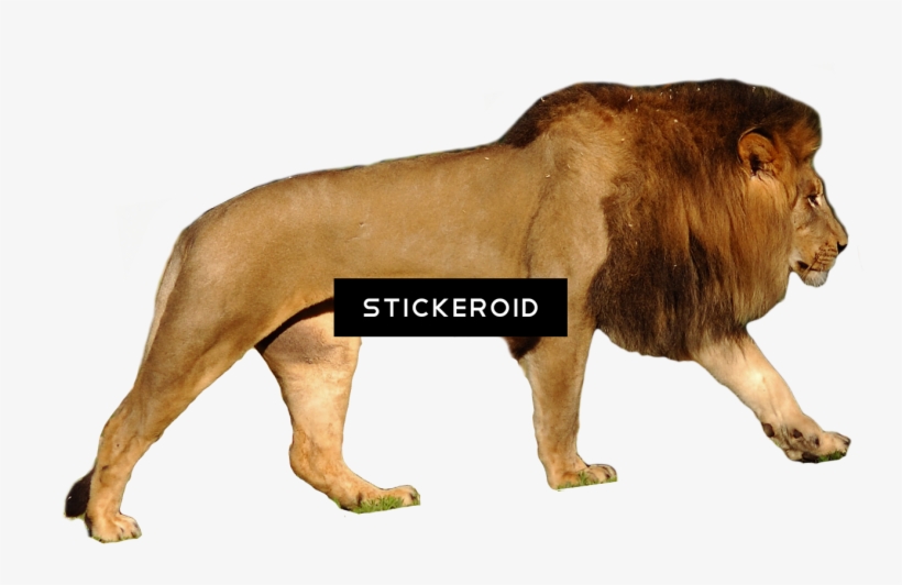 grizzly bear vs lion size