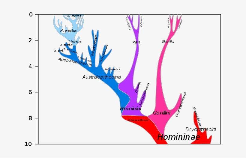 A Comparison Of The Point Of View Of Arius And Athansius - Last Common Ancestor Of Humans And Chimpanzees Chart, transparent png #5168294