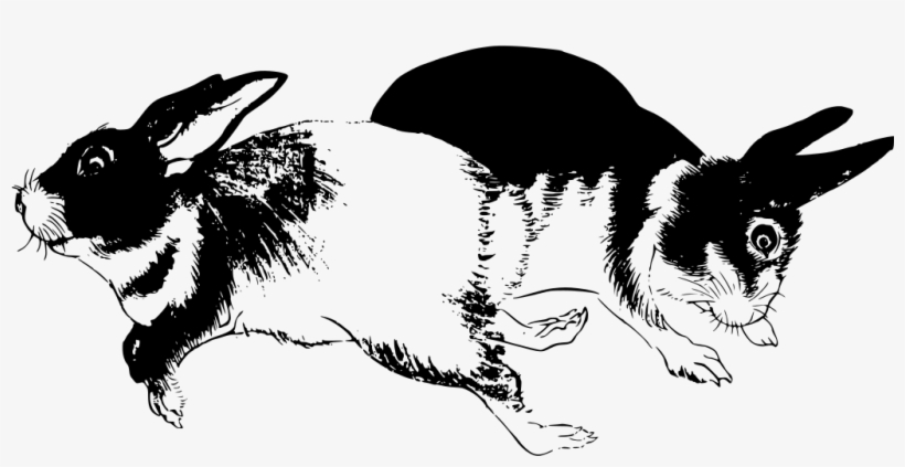 Download Png - Rabbit, transparent png #5173888