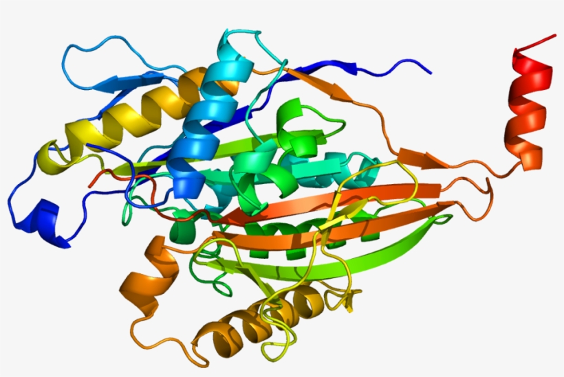 Protein Kif5c Pdb 2kin - Kif5c, transparent png #5173947