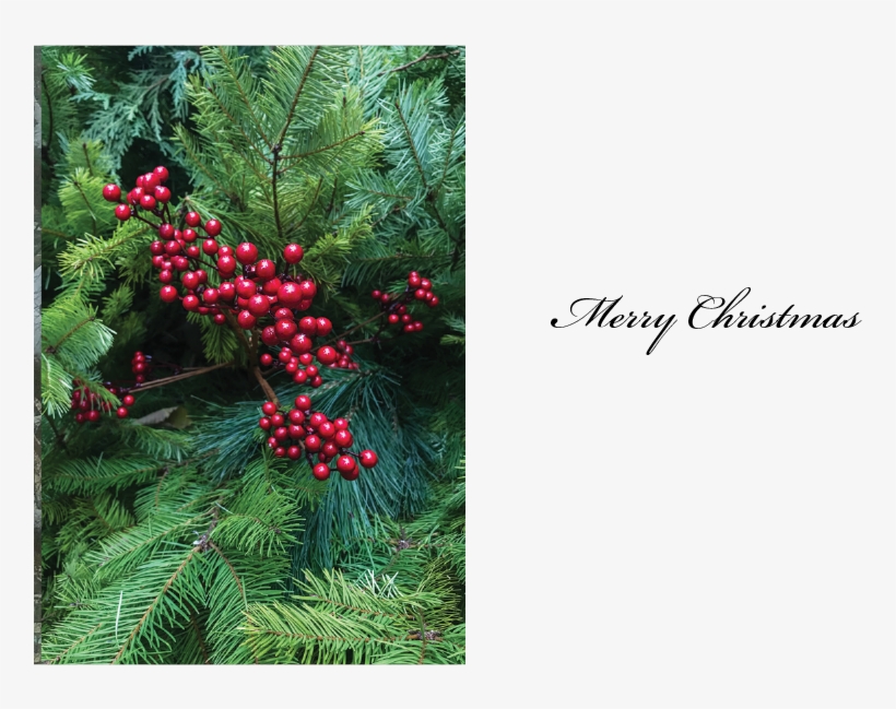 #18 Christmas Berries - Christmas Day, transparent png #5174561
