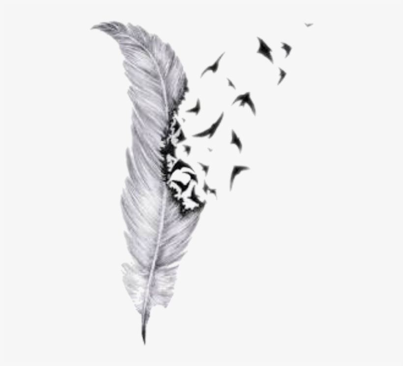 Plumas Png Tumblr - Feather Drawings With Birds, transparent png #5176054