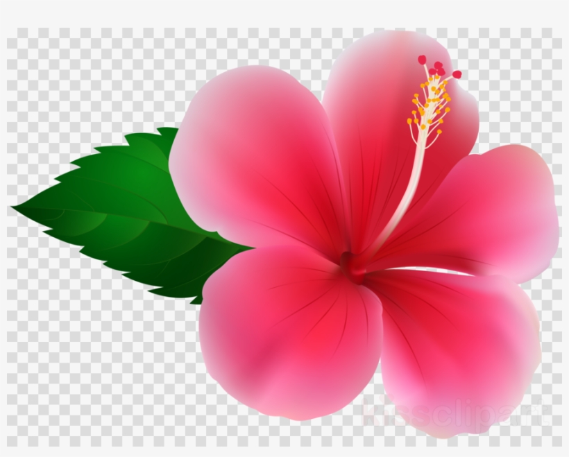 Hibiuscus Png Clipart Shoeblackplant Clip Art - Hibisco Png, transparent png #5176251