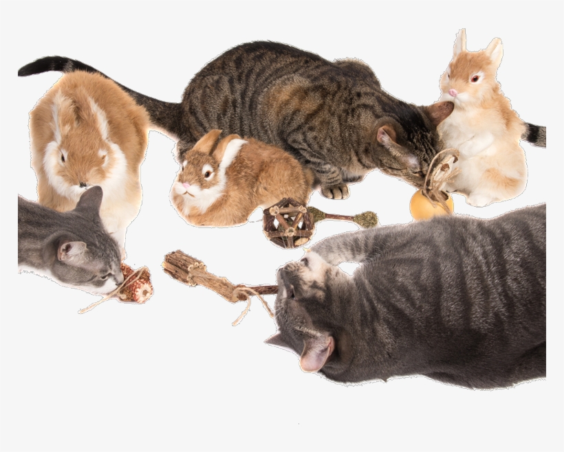 Silvervine And The Catnip Plant What's The Difference - Domestic Short-haired Cat, transparent png #5177024