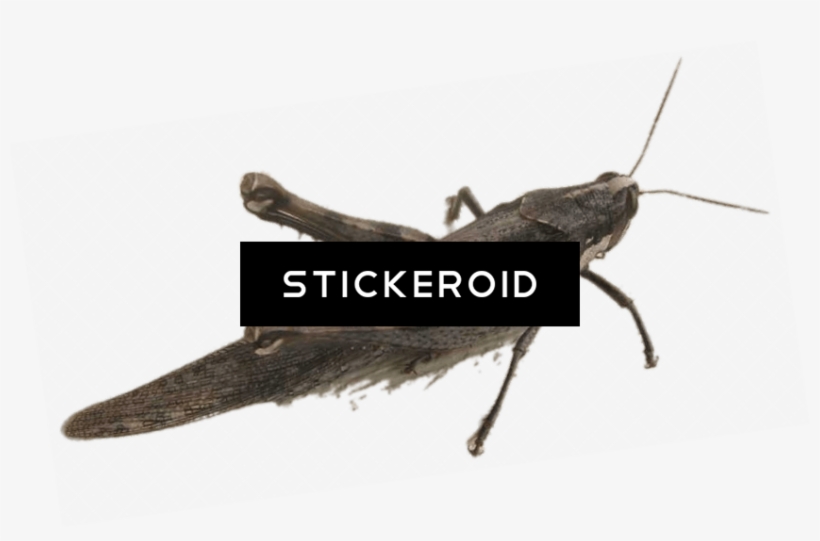 Grasshopper - Locust, transparent png #5177515
