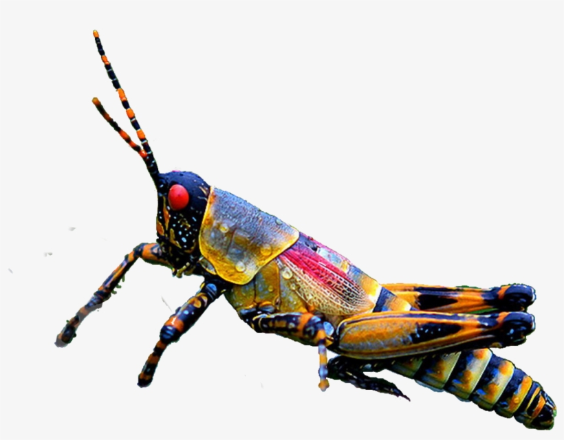 Insect Grasshopper Ftestickers Freetoedit - Grasshopper, transparent png #5177567