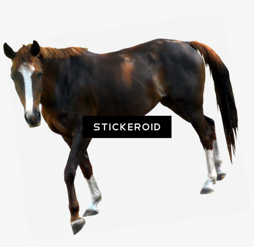 Horse - Horse With Transparent Background, transparent png #5177832
