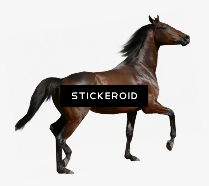 Horse - Portable Network Graphics, transparent png #5177883