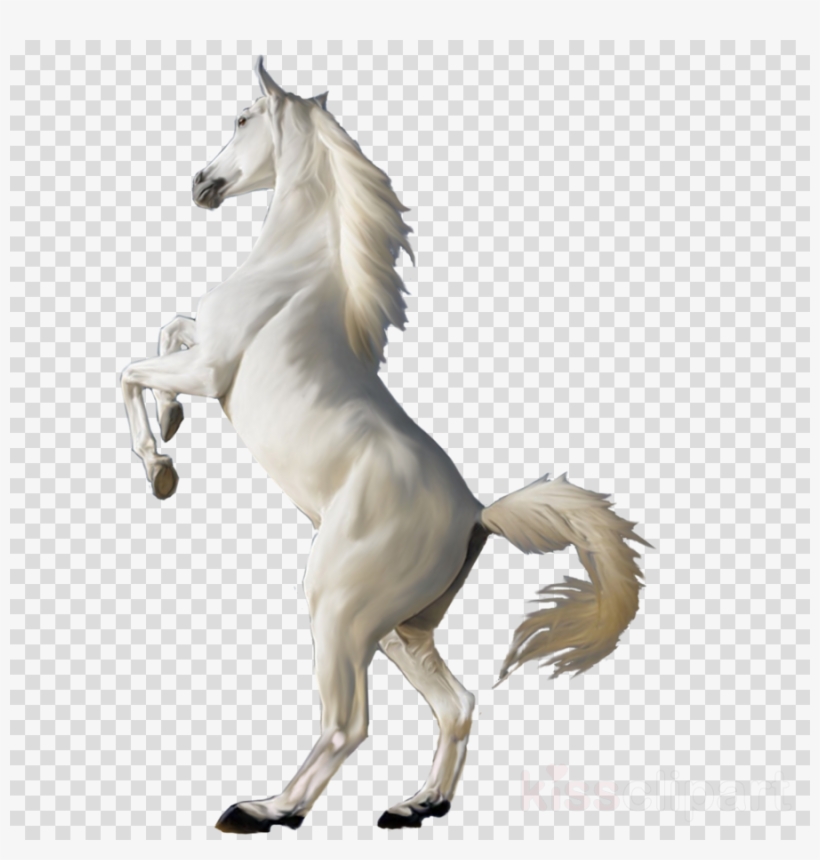 Transparent Horse Png Clipart Horse - White Horse Png, transparent png #5178170