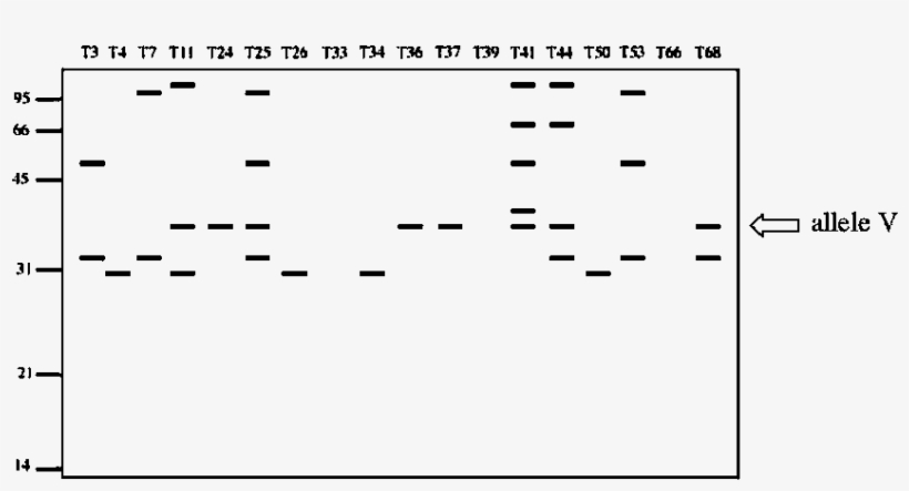 Schematic Representation Of The Isoenzymes Detected - Number, transparent png #5178171
