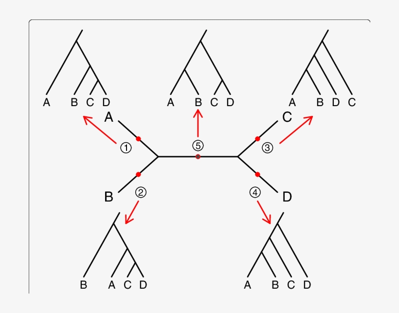 Example Species Trees - Unrooted Binary Tree, transparent png #5181087
