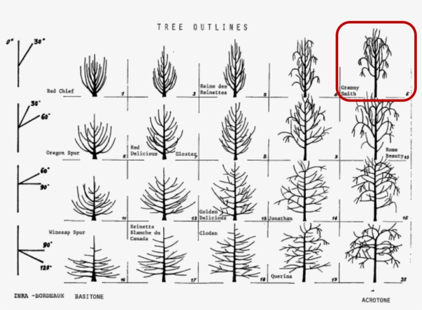 Tree Classification - Tree Habit, transparent png #5181444
