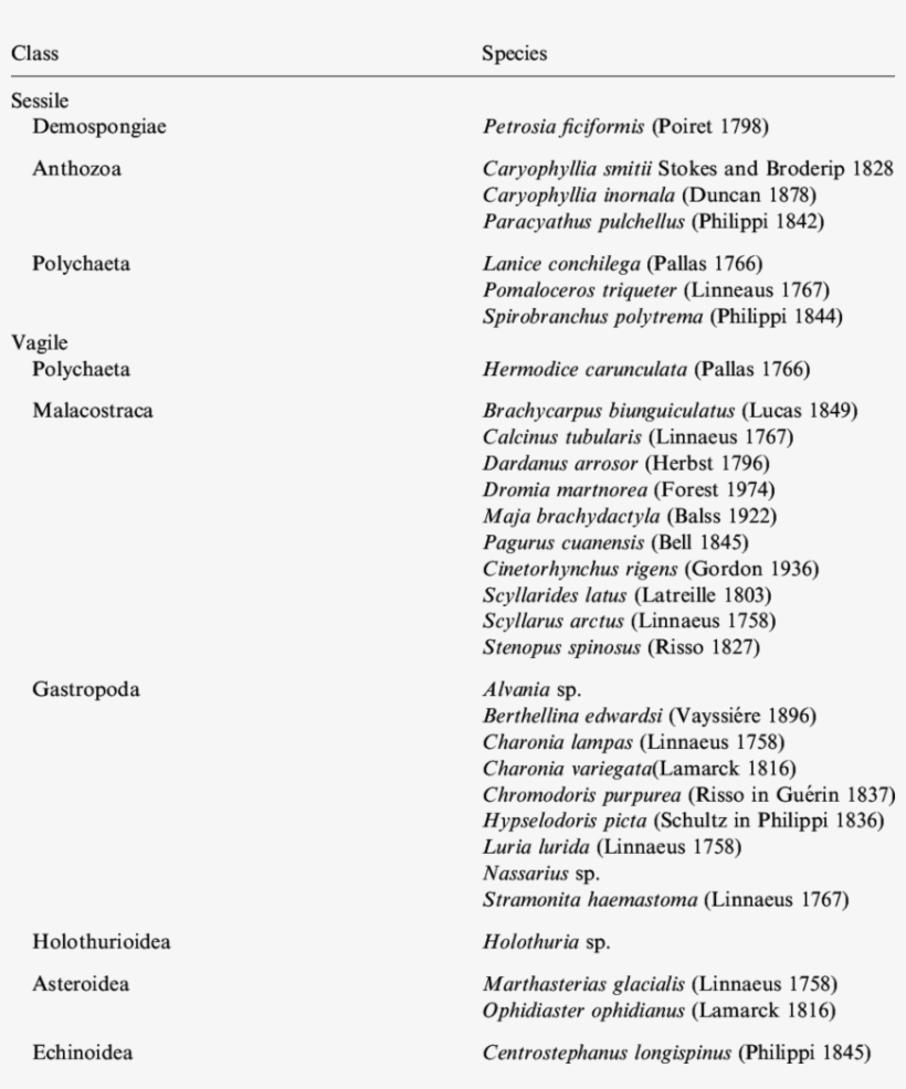 Marine Invertebrate Fauna Found In Santa Clara Tunnel - Santa Clara, transparent png #5182595
