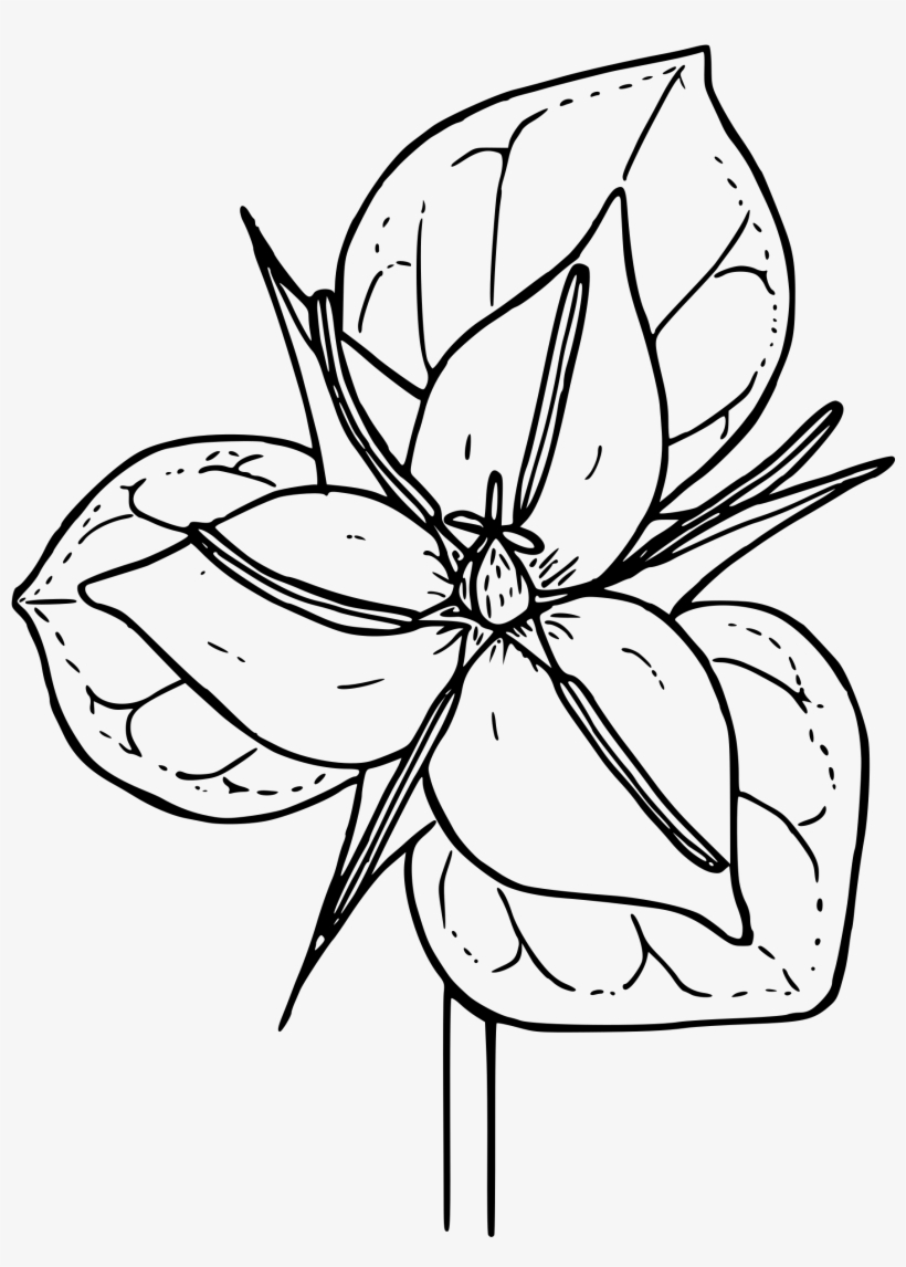 Trillium Drawing Clipart Transparent - Trillium Flower Clipart Png, transparent png #5189381