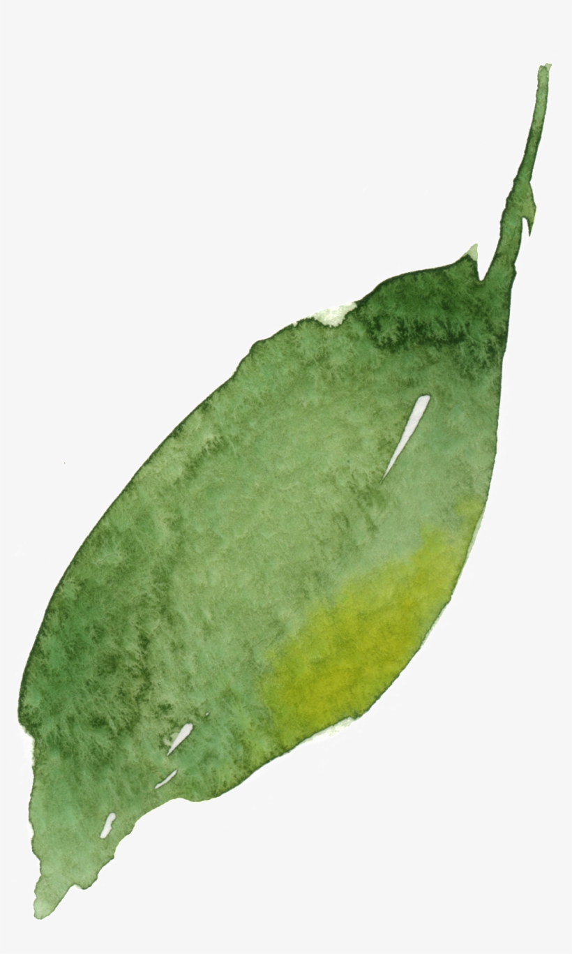 Watercolor Leaf Vector - Watercolor Painting, transparent png #5193987
