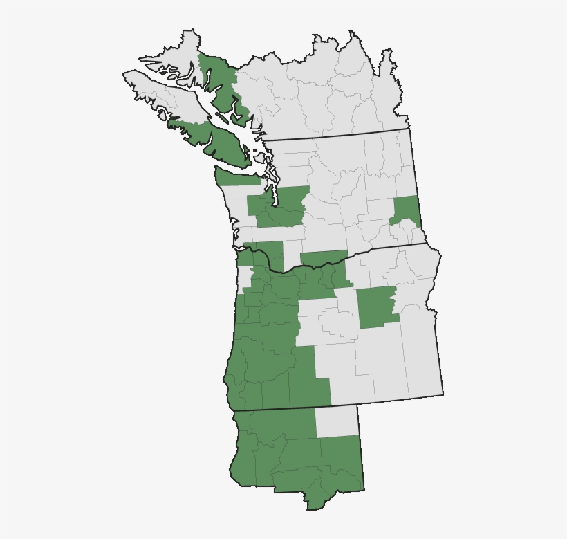 More Information - - Poison Oak Pacific Northwest, transparent png #5197758