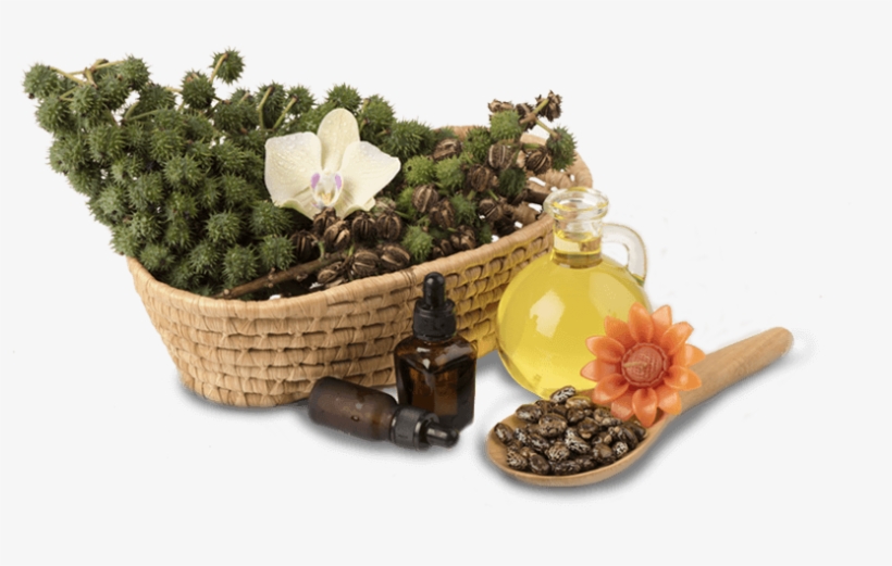 Caster Oil Derivatives - Castor Oil, transparent png #5198420