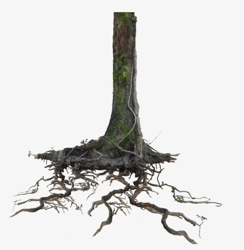 Go To Image - Tree With Roots Transparent, transparent png #520104