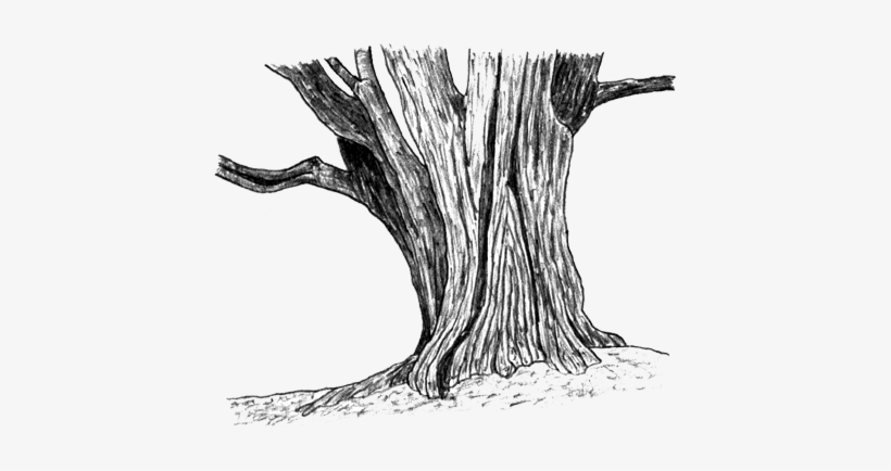 Svg Stock Drawing Woods Tree Trunk - Tree Stump Sketch Png, transparent png #520246