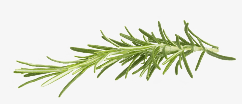 Rosemary - Rosemary Png, transparent png #520341