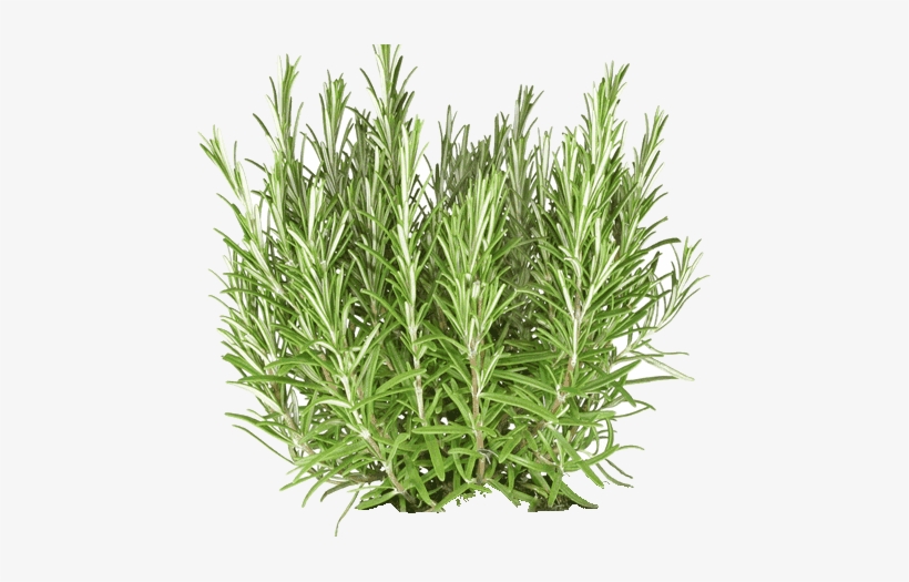 Rosemary Essential Oil - Rosemary Plant Cut Out, transparent png #520366