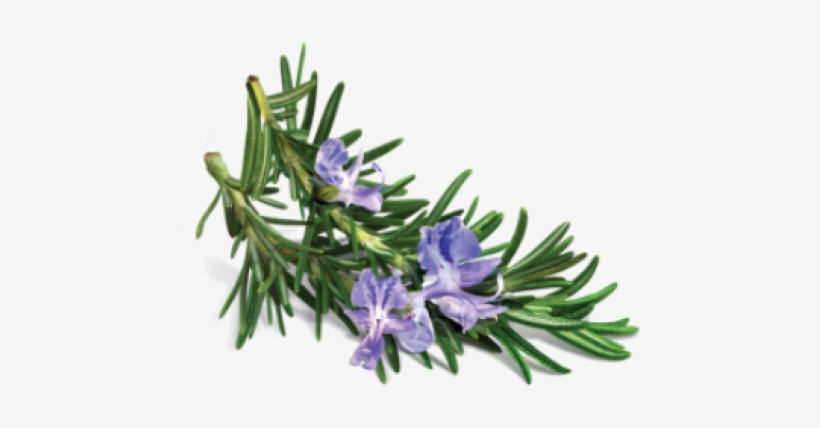 Avalon Organics - Conditioner Volumizing Rosemary -, transparent png #520393
