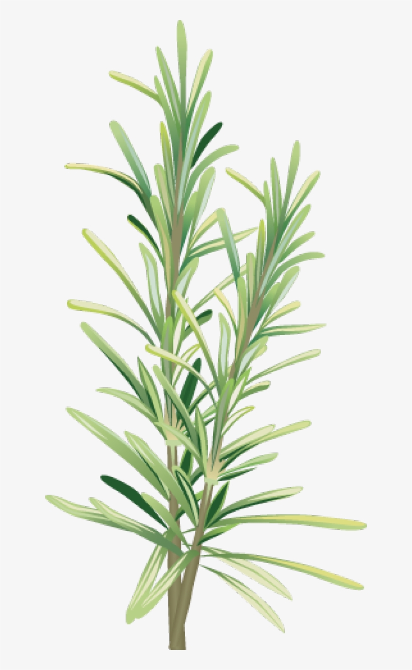 Graphic Design - Rosemary Clip Art, transparent png #520399