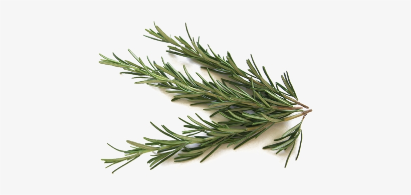 Transparent Leaf Rosemary - اعشاب للمعدة, transparent png #520442