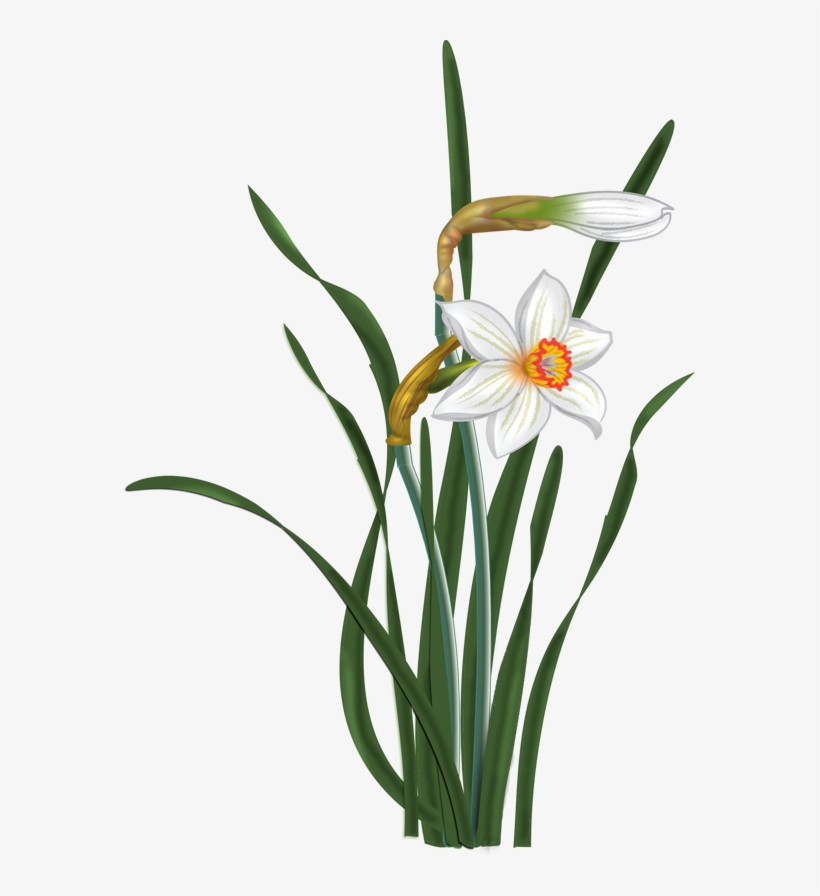 Flowers - Vector Narcissus - Narcissus Clip Art, transparent png #520446