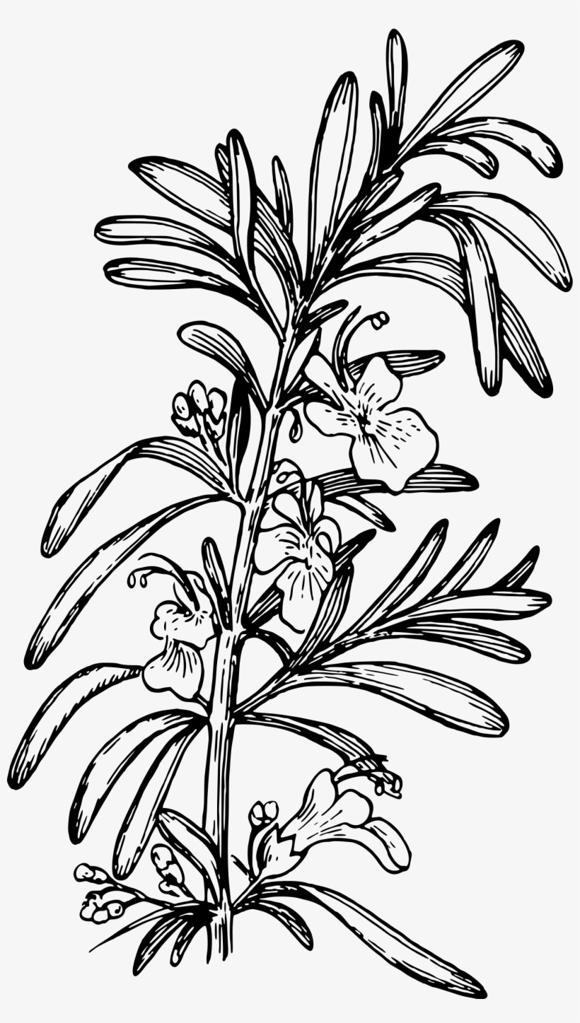 Rosemary Png, transparent png #520448