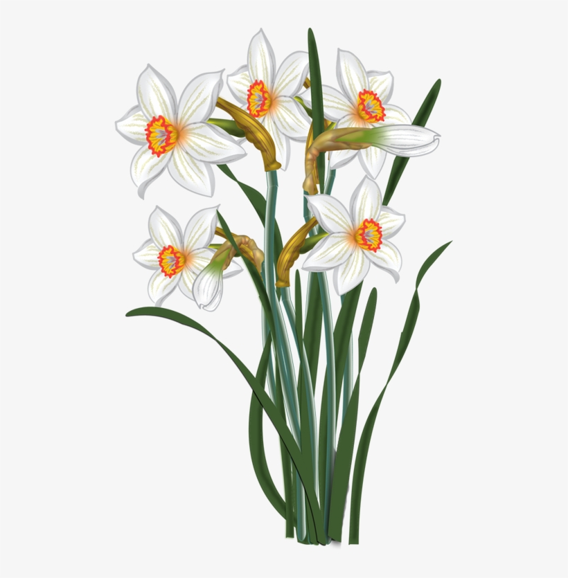 Svg Transparent Library Flowers Vector Narcissus Malowanki - Narcissus Clipart, transparent png #520494