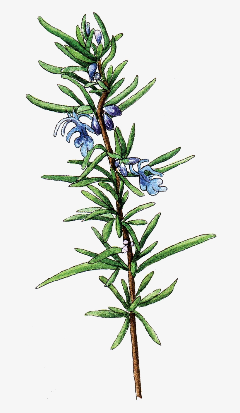 Illustration By Helen Krayenhoff - Horticulture, transparent png #520496