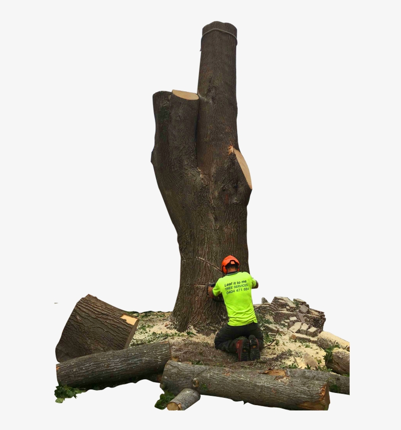 Tree Stump, transparent png #520498