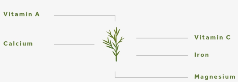 Rosemary-01 - Agave, transparent png #520675