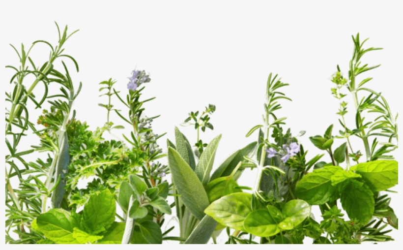 Herb Png Hd - Fondos De Plantas Verdes, transparent png #520677