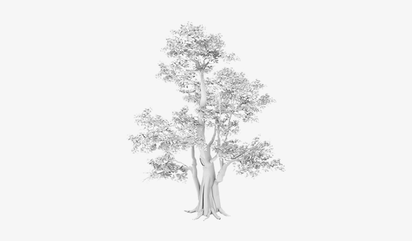 Tree Stump Grinding Brentwood, Tn - Banyan Tree Drawings, transparent png #520695