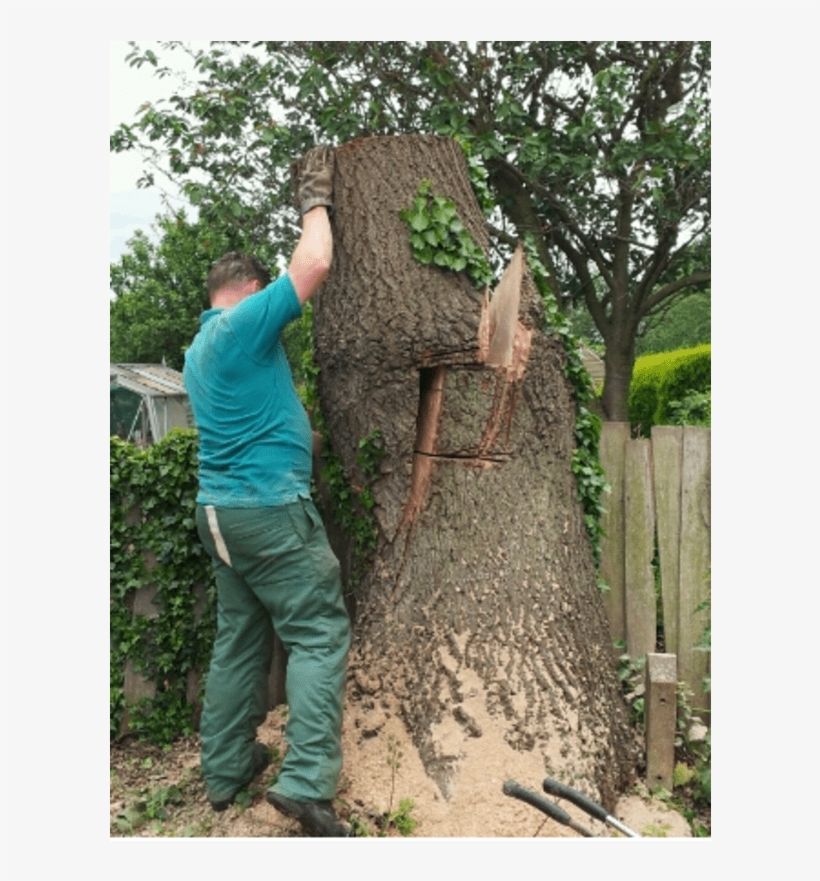 Mexican Pinyon, transparent png #520828