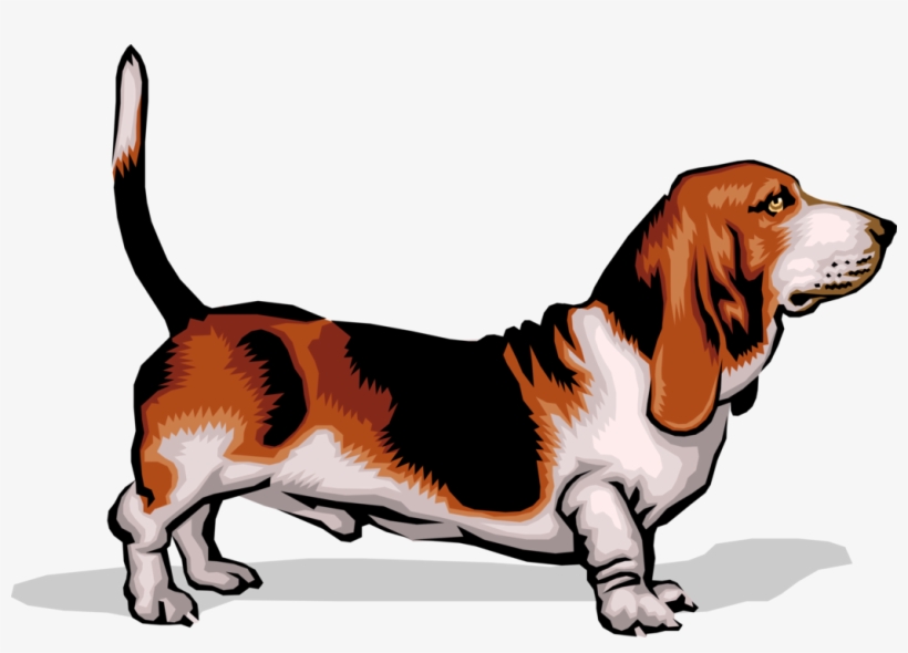 Vector Illustration Of Short-legged Basset Hound Dog - Dog Palpable Lymph Nodes, transparent png #521186