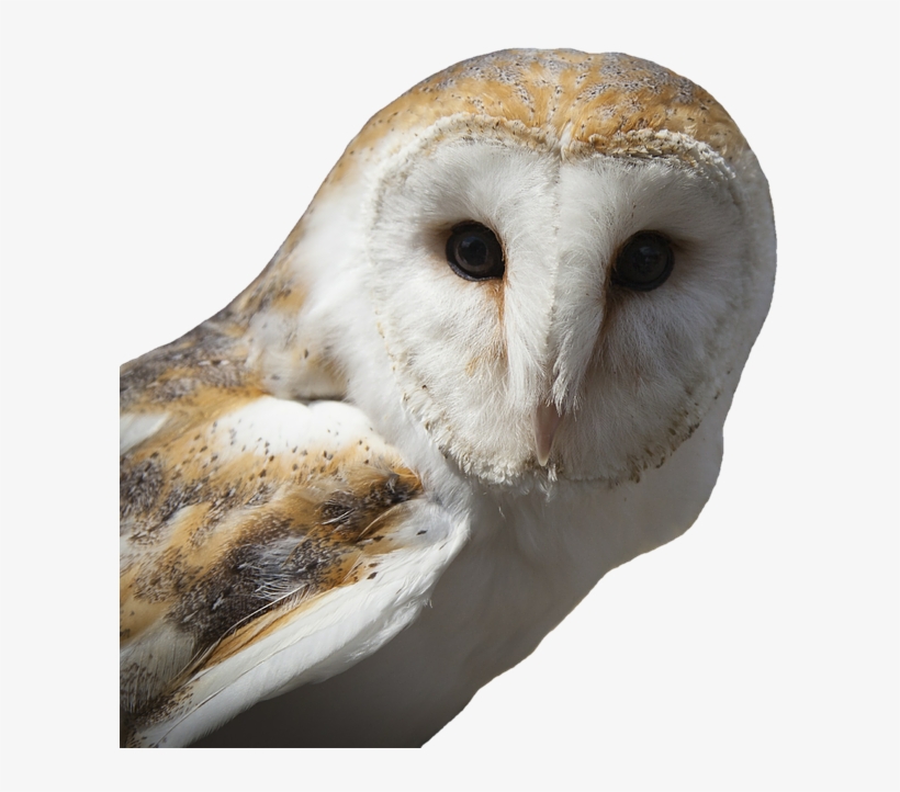 Png Images, Pngs, Telegram, Telegrams, Telegram Icon, - Brown Owl, transparent png #521207