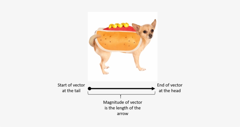 The Length Of The Arrow Represents The Magnitude Of - Hot Pet Costumes By Rubie's - Hot Dog Pet Costume, transparent png #521385