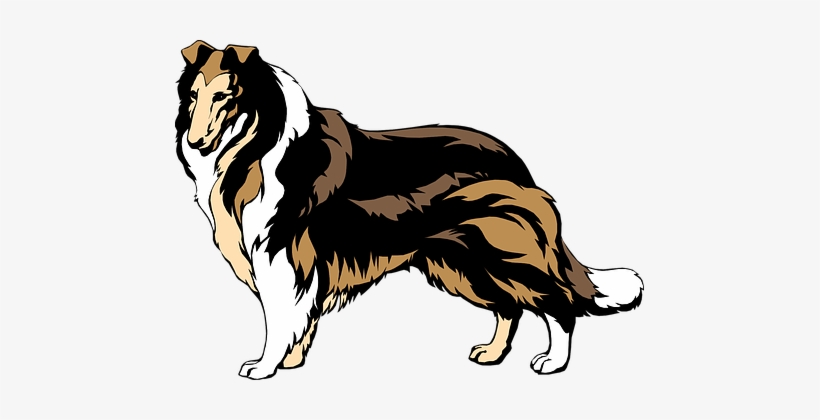 If You Want A Great Place To Buy Dog Accessories Like - Rough Collie Clip Art, transparent png #521657