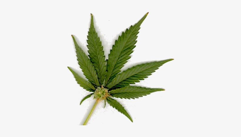 Cannabis Sativa - Png Transparent Marijuana Leaf, transparent png #522035