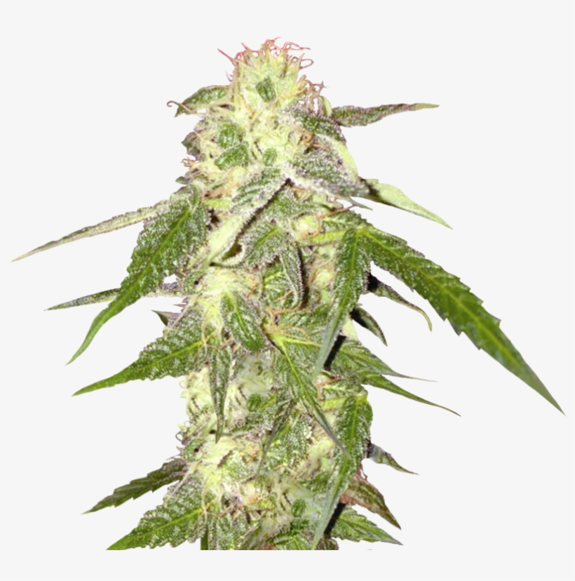 Cannabis Png - Weed Plant Transparent Background, transparent png #522067