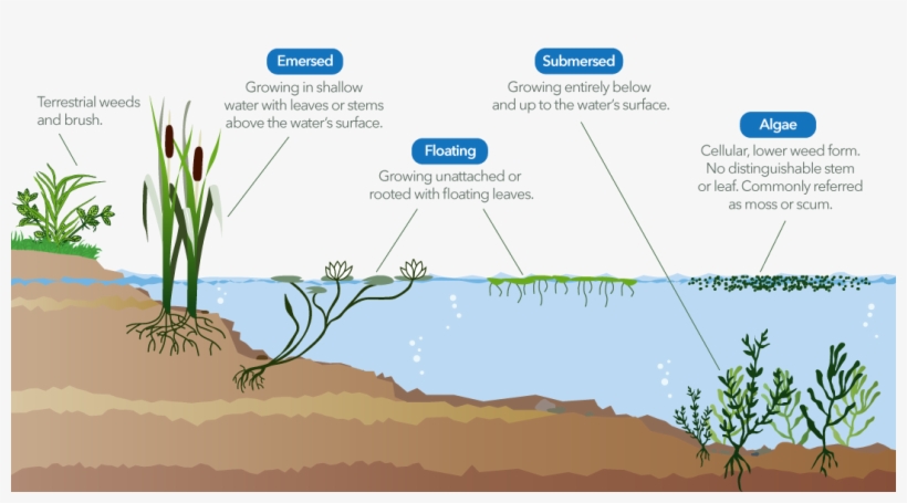 Weeds Drawing Weed Plant - Aquatic Plant, transparent png #522093