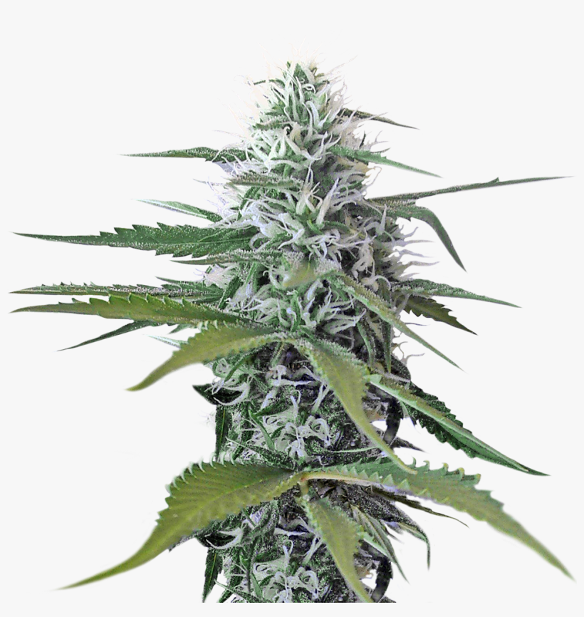 Weed.png, transparent png #522103