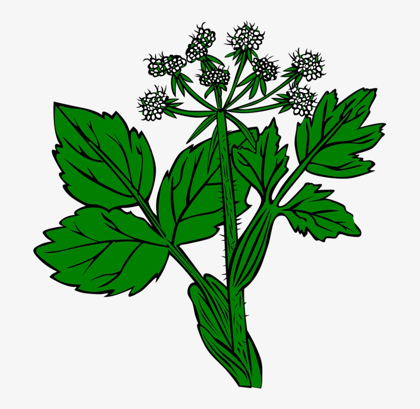 Weed Clipart Wild Plant - Ageratina Altissima Png, transparent png #522176