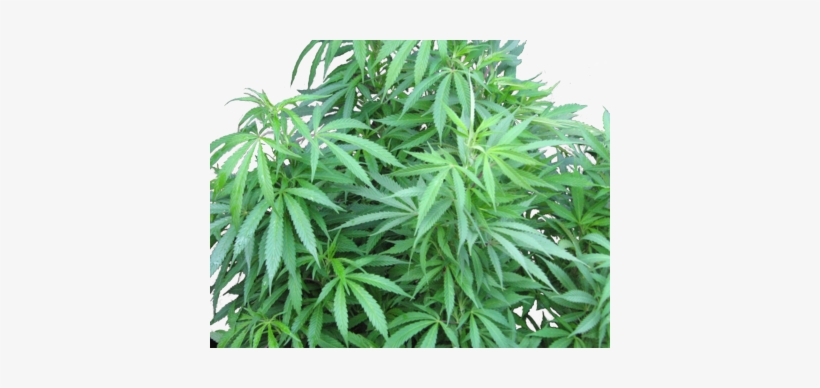 Source - - Marijuana Plant Psd, transparent png #522228