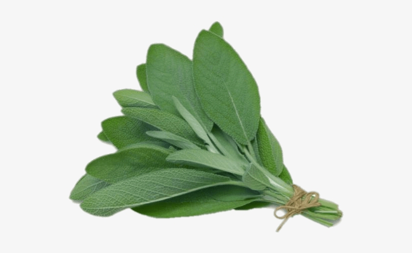 Sage - Herb Sage, transparent png #522272